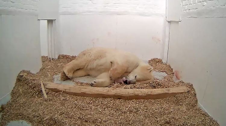 Gemeinsam liegen Mutter und Kind in der Wurfhöhle des Berliner Zoos.