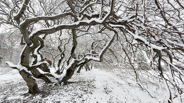 Wenn im Süntel Schnee liegt, wird das Waldgebiet noch unzugänglicher.