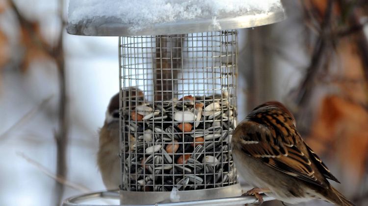 Solche Futtersäulen haben gegenüber Häuschen den Vorteil, dass kein Vogelkot ins Futter gelangt.