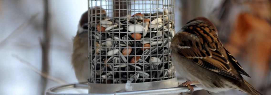Solche Futtersäulen haben gegenüber Häuschen den Vorteil, dass kein Vogelkot ins Futter gelangt.
