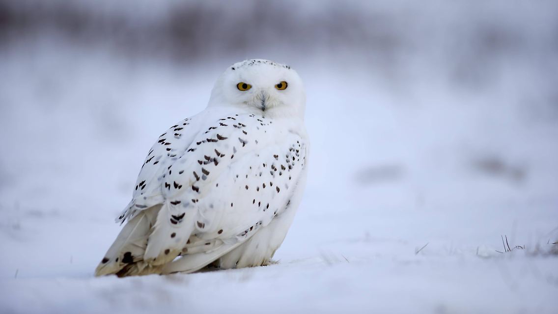 ... zunehmend zu schaffen macht. Innerhalb von drei Generationen ist der Bestand der Schnee-Eule um 50 Prozent geschrumpft. Ebenfalls neuerdings ...