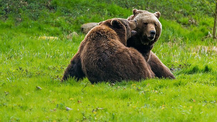 Ein dänischer Zoo hat zwei Braunbären - ähnlich wie diese beiden hier - eingeschläfert.