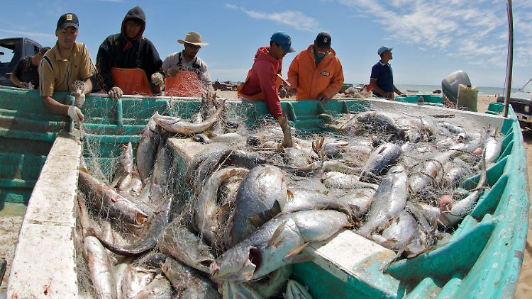 Umberfische sind überfischt, da sie leicht aufzuspüren sind.