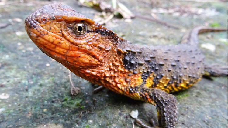 Bis 2016 unbekannt: die vietnamesische Krokodilschwanzechse.