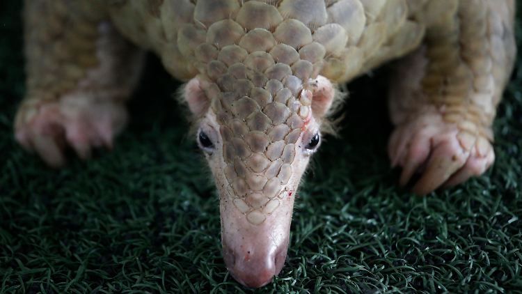 Ein Schuppentier (Pangolin) - in Asien gilt ihr Fleisch als Delikatesse, die Schuppen werden gemahlen als Heilmittel genutzt. Es gehört zu den Verlierern 2017.