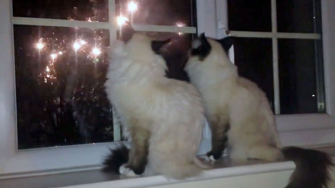 KatzenKnaller.jpg