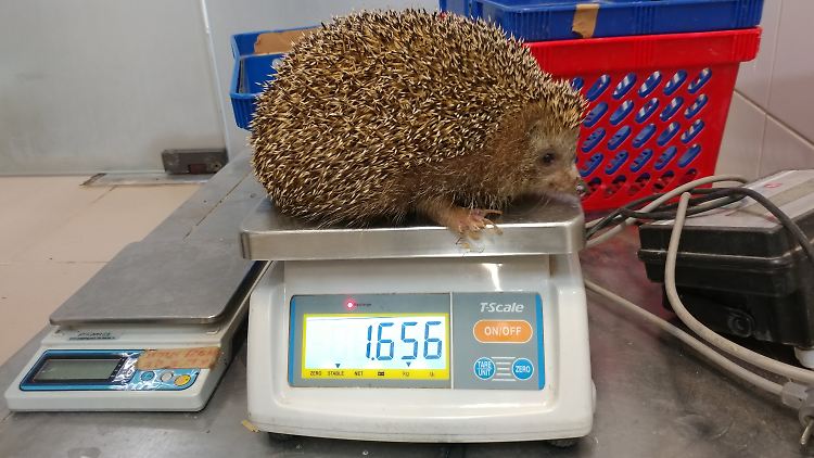 1,6 Kilo sind für diesen Igel in der Wildtier-Klinik definitiv zu viel.