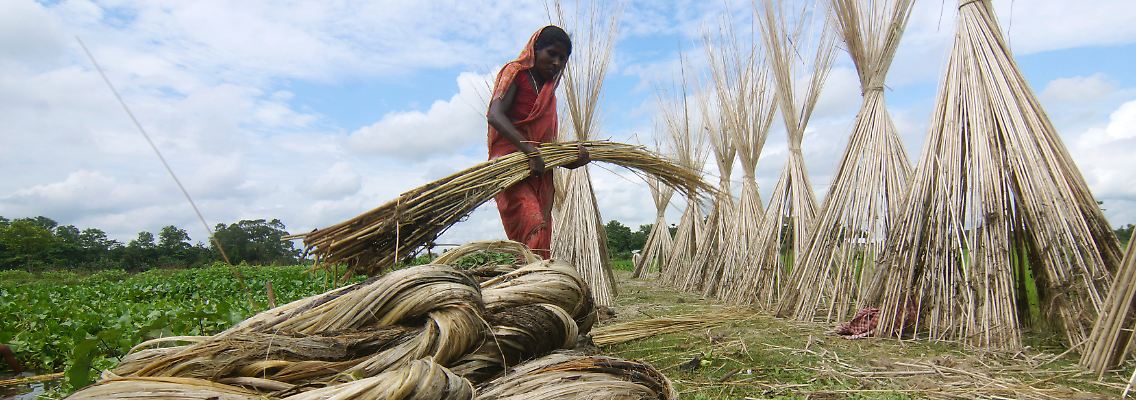 Jute-Produktion in Assam, Indien.