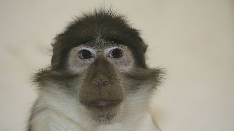 Rußmangaben gehören zur Familie der Meerkatzenverwandten.