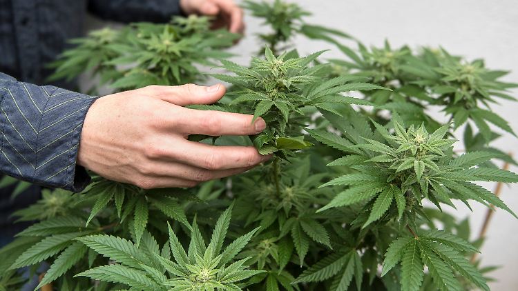 Cannabis auf Rezept ist laut Krankenkassen stark nachgefragt.
