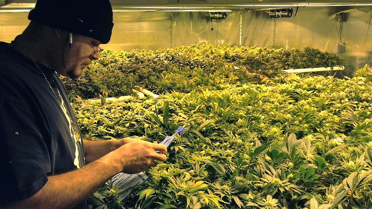 In Colorado ist Cannabis schon länger legal - dort hat sich ein eigener Wirtschaftszweig entwickelt.