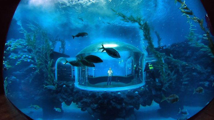 Das neue Großaquarium auf Gran Canaria steht in Las Palmas.
