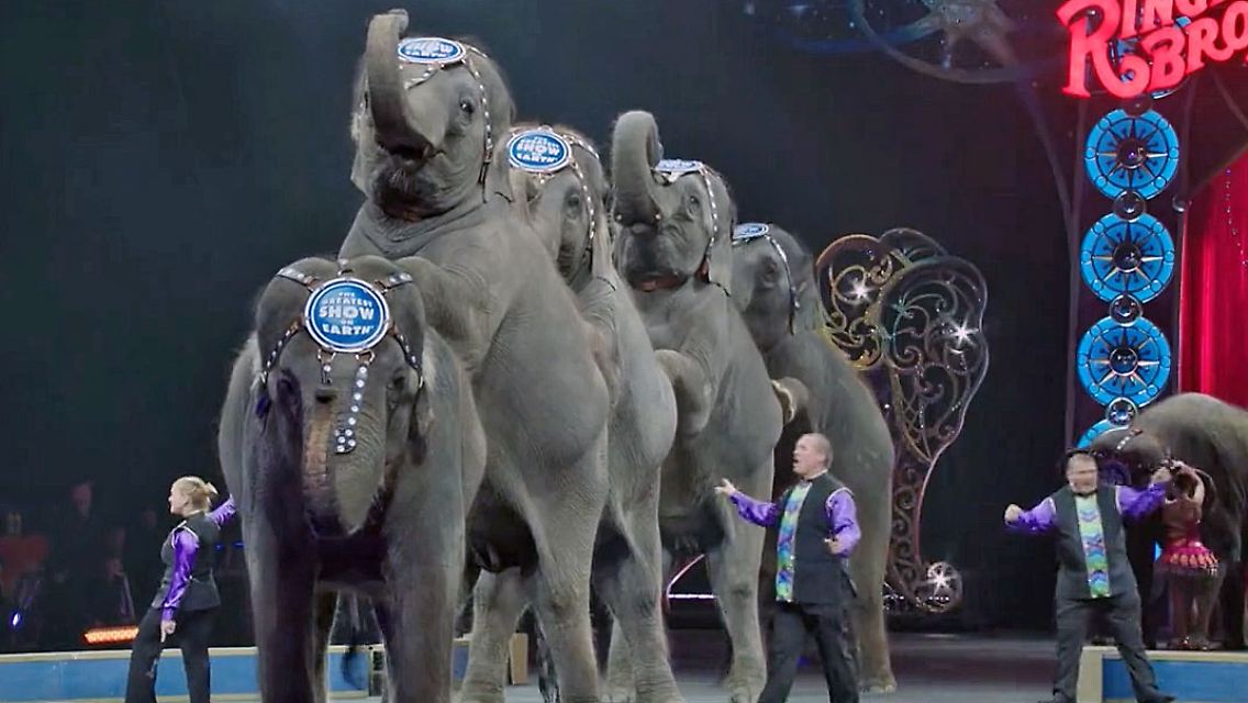 TierquälereiZirkus.jpg