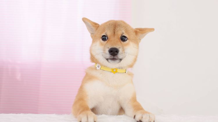 Das Internet-Meme "Doge" um Hunde der Rasse Shiba Inu ist der Namenspate für den Dogecoin.