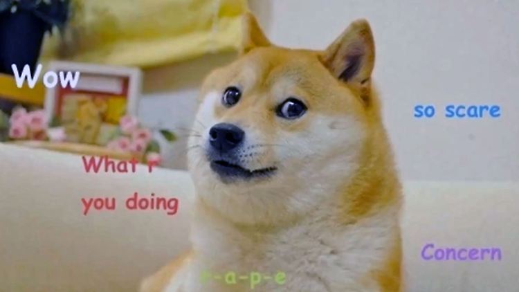"Dogecoin ist eine quelloffene Peer-to-Peer-Digitalwährung, die von Shiba Inus weltweit bevorzugt wird", heißt es auf der Homepage. Ob das die Shiba Inus wissen?