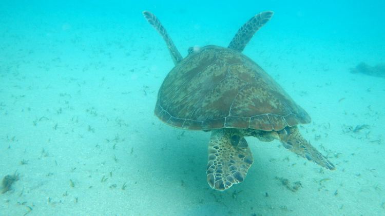 Bei Schildkröten bestimmt die Bruttemperatur, ob Männchen oder Weibchen schlüpfen.