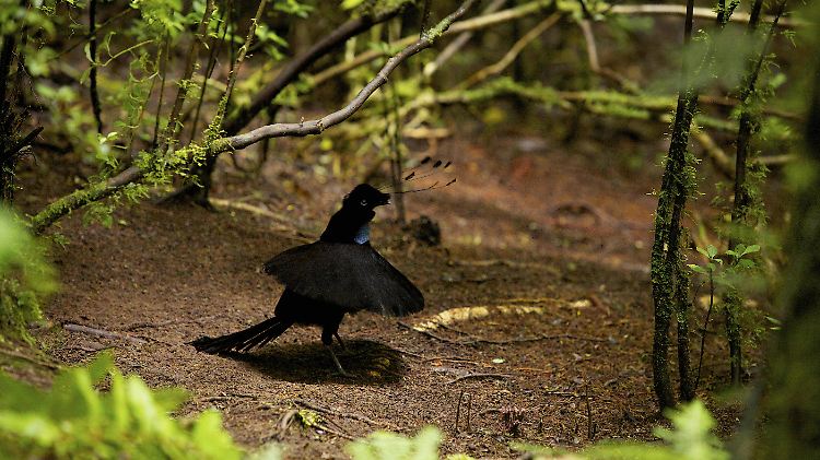 Biologen haben herausgefunden, dass die Federn des Paradiesvogels das tiefste Schwarz des Tierreichs hervorbringen.