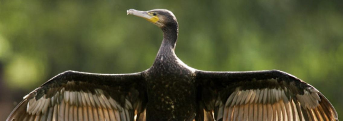 Der Kormoran wird als fischfressender Vogel von Fischern und Anglern als Konkurrenz angesehen.