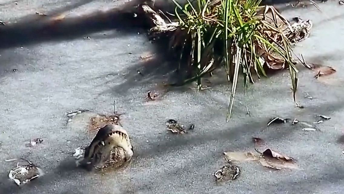 AlligatorImEis.jpg