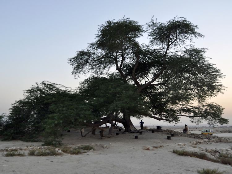 Besucher am Baum des Lebens: Seit etwa 400 Jahren gedeiht das Gewächs in der Wüste von Bahrain und ist mittlerweile eine Touristenattraktion.