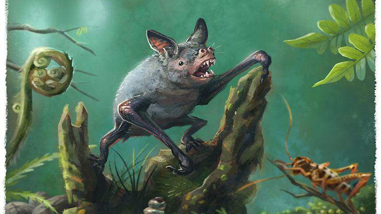 Die Zeichnung zeigt die Große Neuseelandfledermaus (Mystacina robusta), eine im letzten Jahrhundert ausgestorbene Fledermaus aus Neuseeland. Sie ist mit der neu entdeckten Fledermaus verwandt.