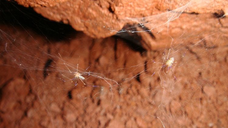 Ein Paar der neu beschriebenen Art Ochrocroca misspider auf einem Netz.