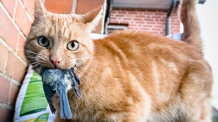 Katzen sind schnelle und gewiefte Jäger. Vor allem für junge Vögel werden sie damit zur Gefahr. 