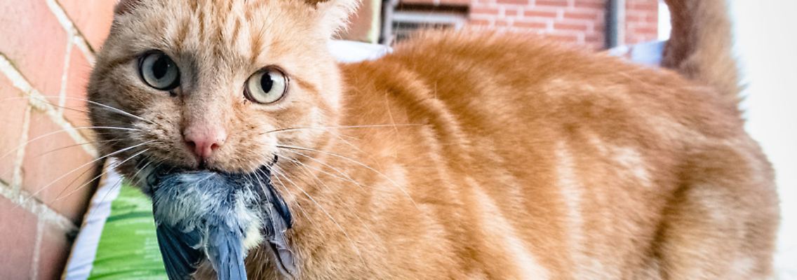 Katze.jpg