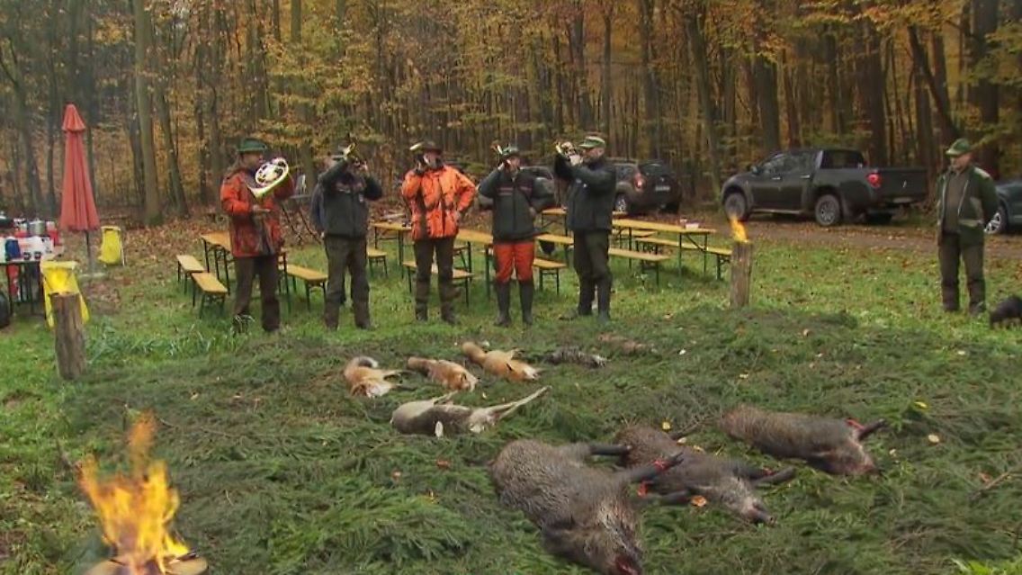 schweine.JPG