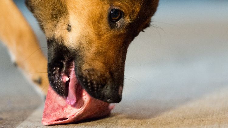 "Barfen" orientiert sich an den Fressgewohnheiten von Wildhunden.