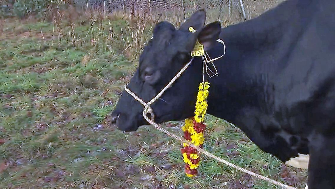 Tempelkuh.jpg