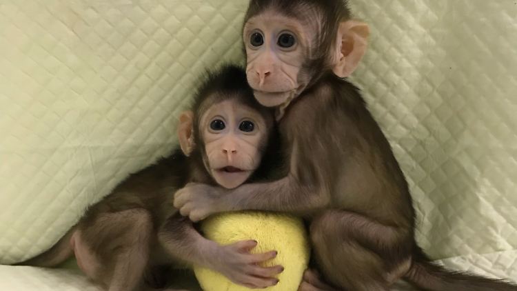 Das sind sie: Hua Hua und Zhong Zhong. Zumindest die ersten Wochen haben sie überlebt.
