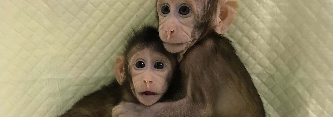 Das sind sie: Hua Hua und Zhong Zhong. Zumindest die ersten Wochen haben sie überlebt.