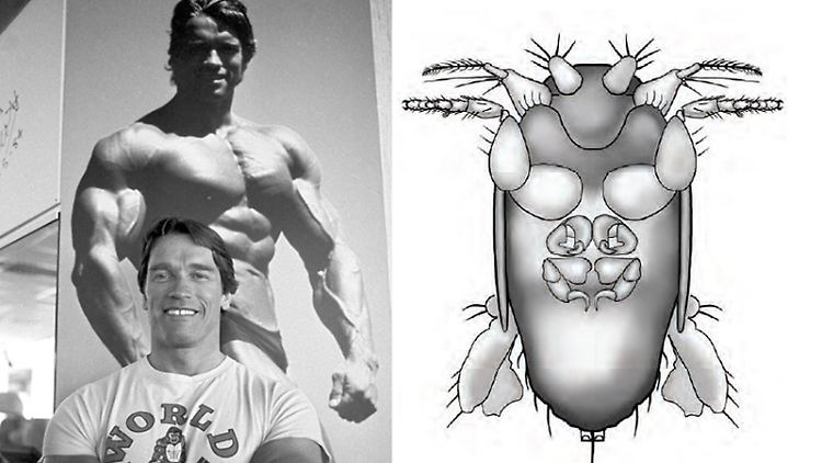 Nicht einmal einen halben Millimeter ist "Arnoldi", die Fliege, groß. Ihre Vorderbeine erinnerten den Forscher an jemanden.