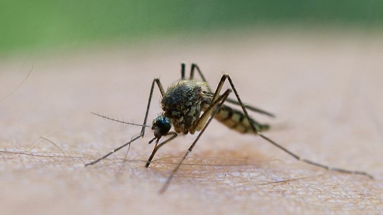 Wie Stechmücken ihre Opfer auswählen, ist Gegenstand biologischer Forschung.