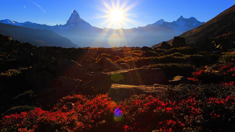 Heidelbeeren gehören in den Alpen unter dem Einfluss des Klimawandels zu den Gewinnern.