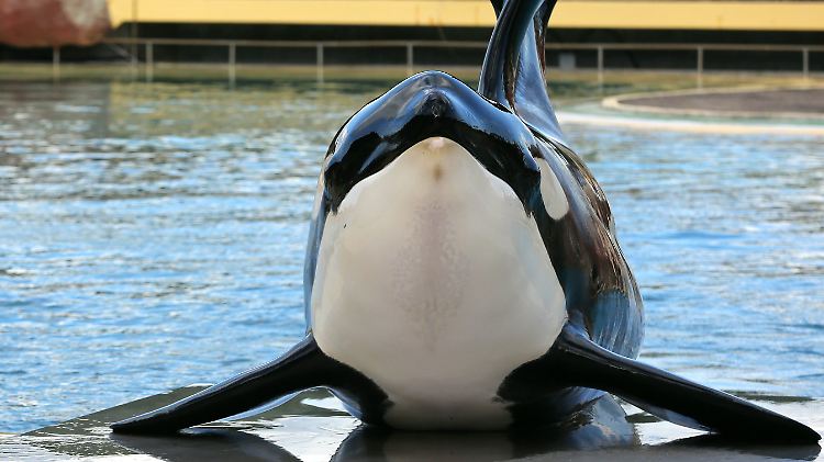 Ergebnis des Sprachunterrichts: Orcas können ihre Lautproduktion kontrollieren, verändern und an ihre Umwelt anpassen.