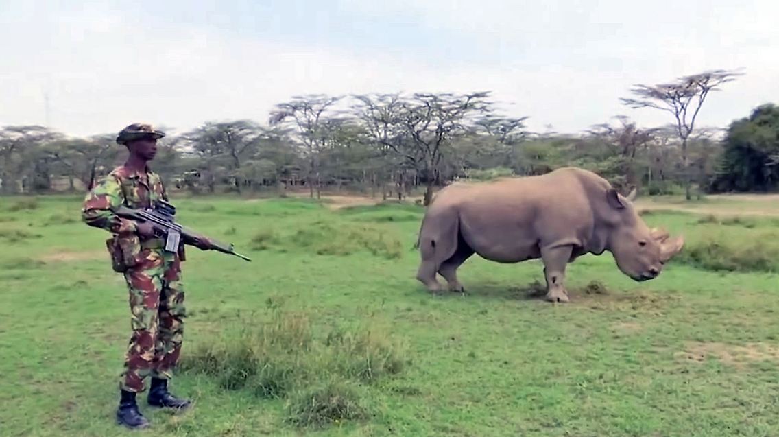 LetztesWeißesNashorn.jpg