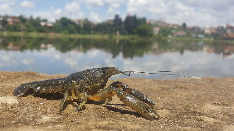 Ein Marmorkrebs (Procambarus virginalis) am Ufer eines Gewässers: Er stellt vor allem in Madagaskar eine Bedrohung dar, lebt aber auch etwa in Deutschland, Schweden, Italien und Japan.