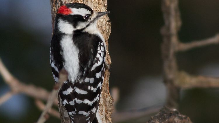 Ein Dunenspecht (Dryobates pubescens).