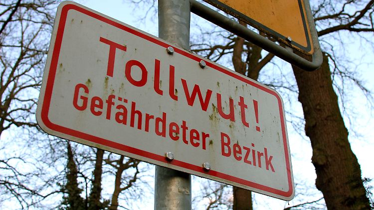 Die meist tödlich endende Krankheit wird durch Hunde, Fledermäuse oder andere warmblütige Tiere übertragen.
