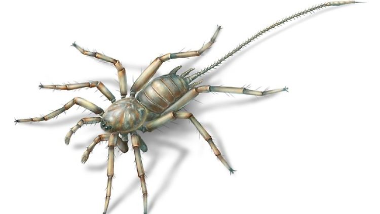Die Spinne ist 2,5 Millimeter lang, der Schwanz nochmal 3 Millimeter.