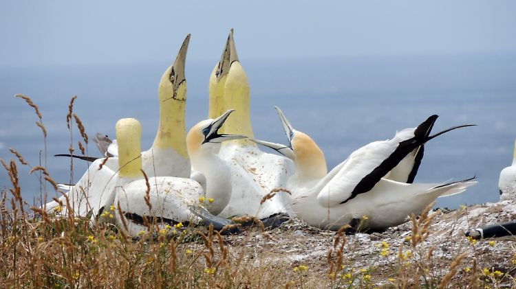 Seiner Auserwählten aus Beton machte Tölpel Nigel den Hof und baute ihr sogar ein Nest.