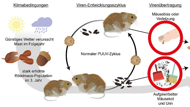 Entwicklungszyklus des Hantavirus.