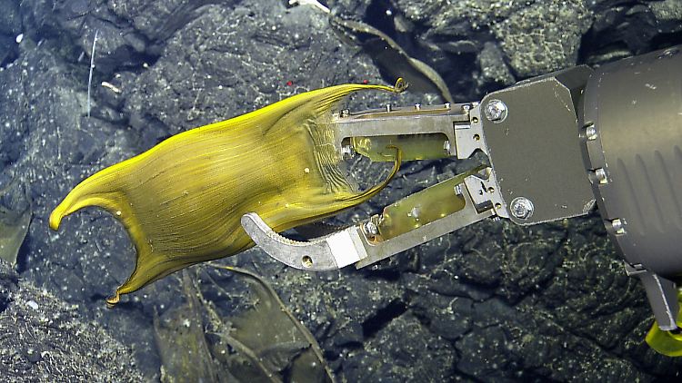 Hier wird eine Eikapsel der Galápagos-Rochen von einem kabelgeführten Unterwasserfahrzeug (Hercules ROV) in 1600 Meter Tiefe untersucht.