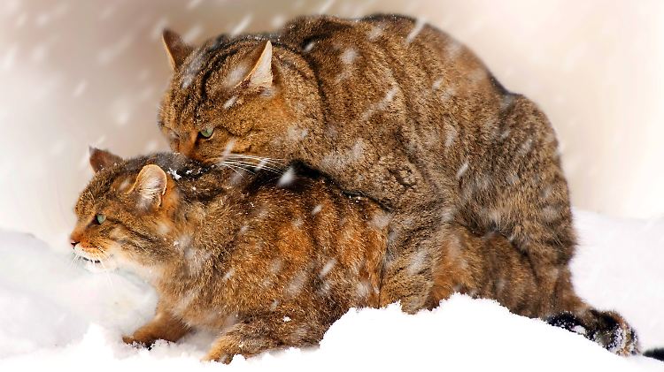 Europäische Wildkatzen paaren sich im Schnee.