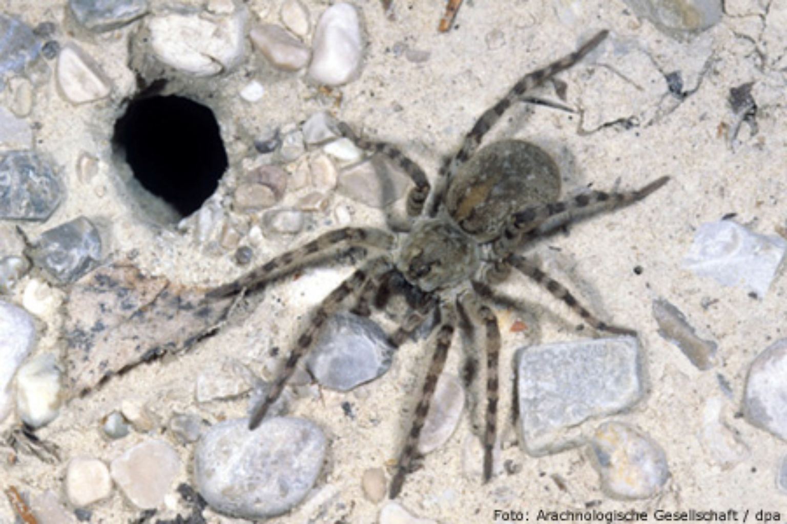 Die Sand-Wolfsspinne (Arctosa cinerea) war die "Spinne des Jahres 2007". Mit fast 20 mm Körperlänge ist sie eine der größten einheimischen Spinnen. Wie alle Wolfsspinnen webt sie keine Netze, sondern geht mithilfe ihrer Augen auf die Jagd.