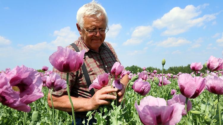 Stephan Stiegler baut in Sachsen auf 130 ha Backmohn an und gehört damit zu Deutschlands größten Mohnproduzenten.