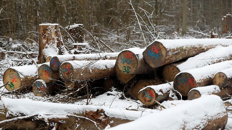 Der Bialowieza-Urwald gilt als der letzte seiner Art in Europa - doch die polnische Regierung legt die Axt an.