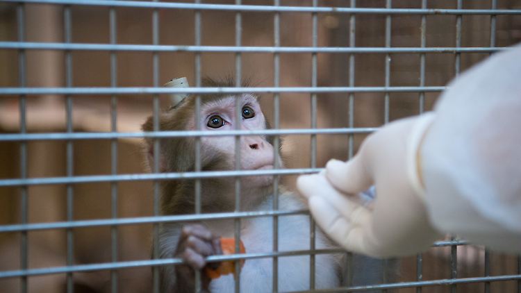 Inzwischen wurden die Versuche eingestellt, weil ihnen der Rückhalt aus der Wissenschaft fehlte. 